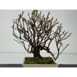 Potentilla fruticosa I-8421 vista 3