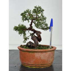 Juniperus chinensis itoigawa I-8423