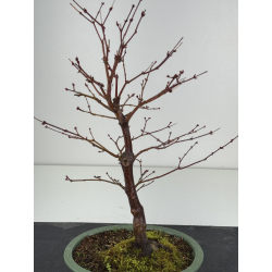 Acer palmatum shojo-nomura I-8424 vista 2