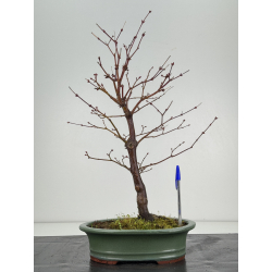 Acer palmatum shojo-nomura I-8424