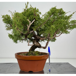 Juniperus chinensis itoigawa I-8425