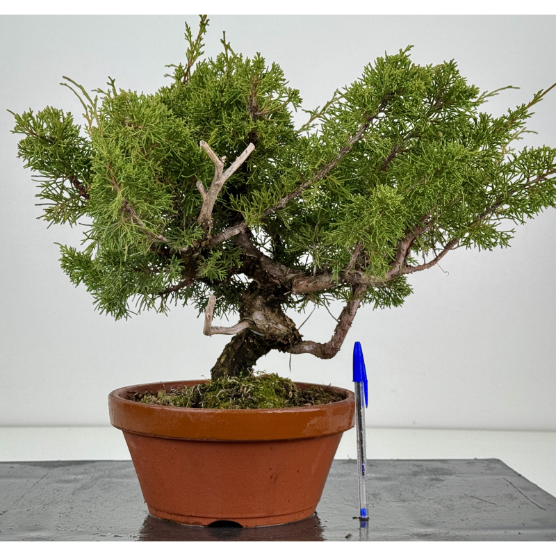 Juniperus chinensis itoigawa I-8425
