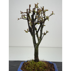 Pseudocydonia sinensis I-8426 vista 2