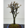 Pseudocydonia sinensis I-8426 vista 2