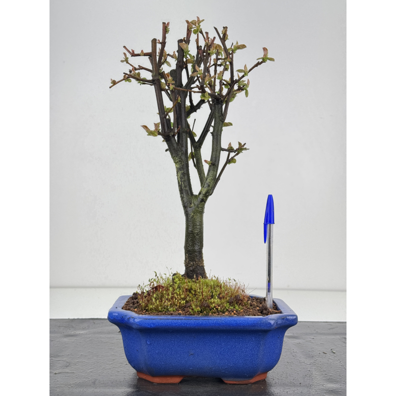 Pseudocydonia sinensis I-8426