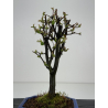 Pseudocydonia sinensis I-8426 vista 3