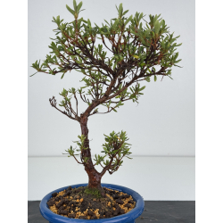 Azalea I-8428 vista 2