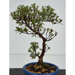 Azalea I-8428 vista 3