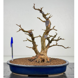 Acer buergerianum I-8427