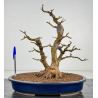Acer buergerianum I-8427