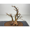 Acer buergerianum I-8427 vista 2