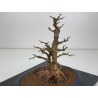 Acer buergerianum I-8427 vista 3