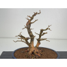 Acer buergerianum I-8427 vista 4