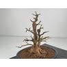 Acer buergerianum I-8427 vista 5