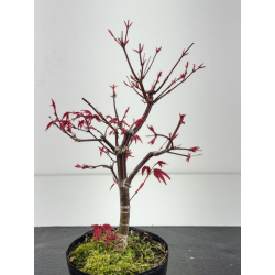 Acer palmatum deshojo I-8429 vista 2