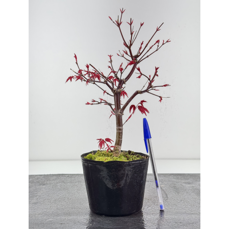 Acer palmatum deshojo I-8429