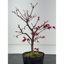 Acer palmatum deshojo I-8429 vista 3