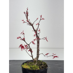 Acer palmatum deshojo I-8430 vista 2