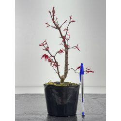 Acer palmatum deshojo I-8430