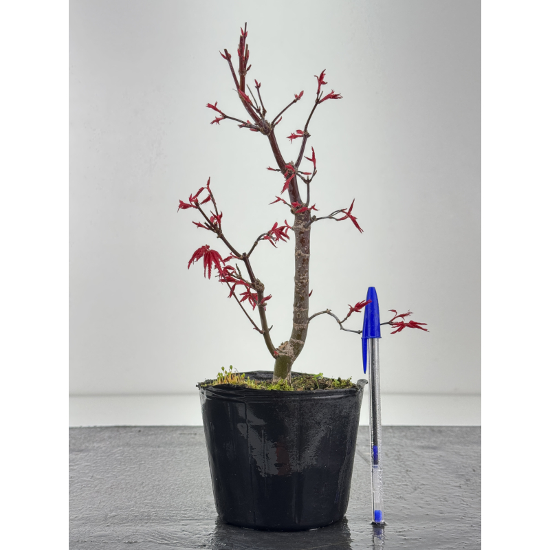 Acer palmatum deshojo I-8430