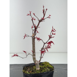 Acer palmatum deshojo I-8430 vista 3