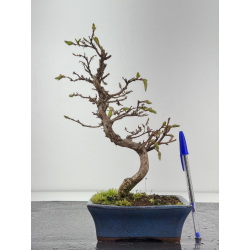 Carpinus turczaninovii -carpe coreano- I-8431