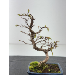 Carpinus turczaninovii -carpe coreano- I-8431 vista 2