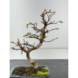 Carpinus turczaninovii  I-8431 view 3