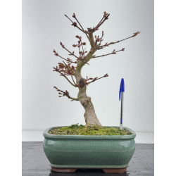 Acer palmatum yamamomiji I-8432