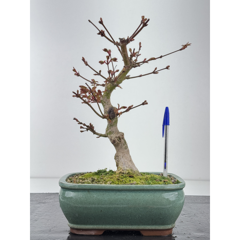 Acer palmatum yamamomiji I-8432