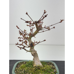 Acer palmatum yamamomiji I-8432 vista 2