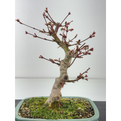 Acer palmatum yamamomiji I-8432 vista 3