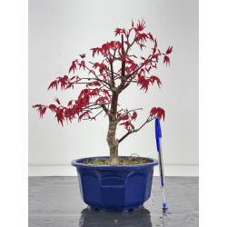 Acer palmatum deshojo I-8433