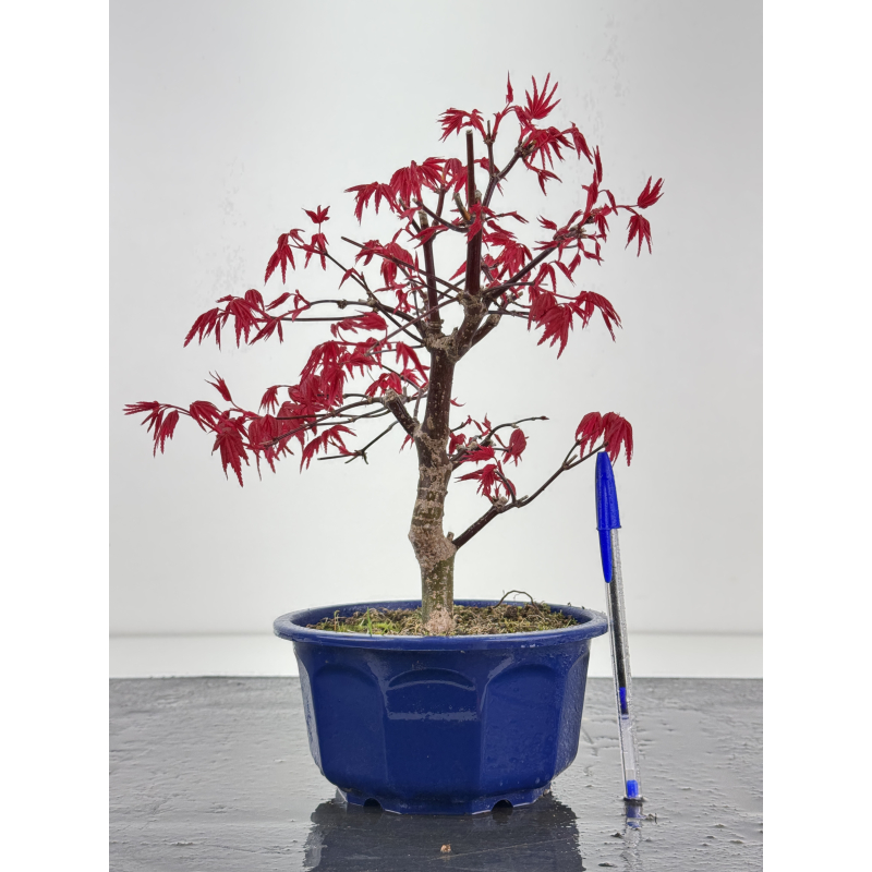 Acer palmatum deshojo I-8433