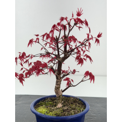 Acer palmatum deshojo I-8433 vista 2