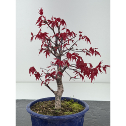 Acer palmatum deshojo I-8433 vista 3