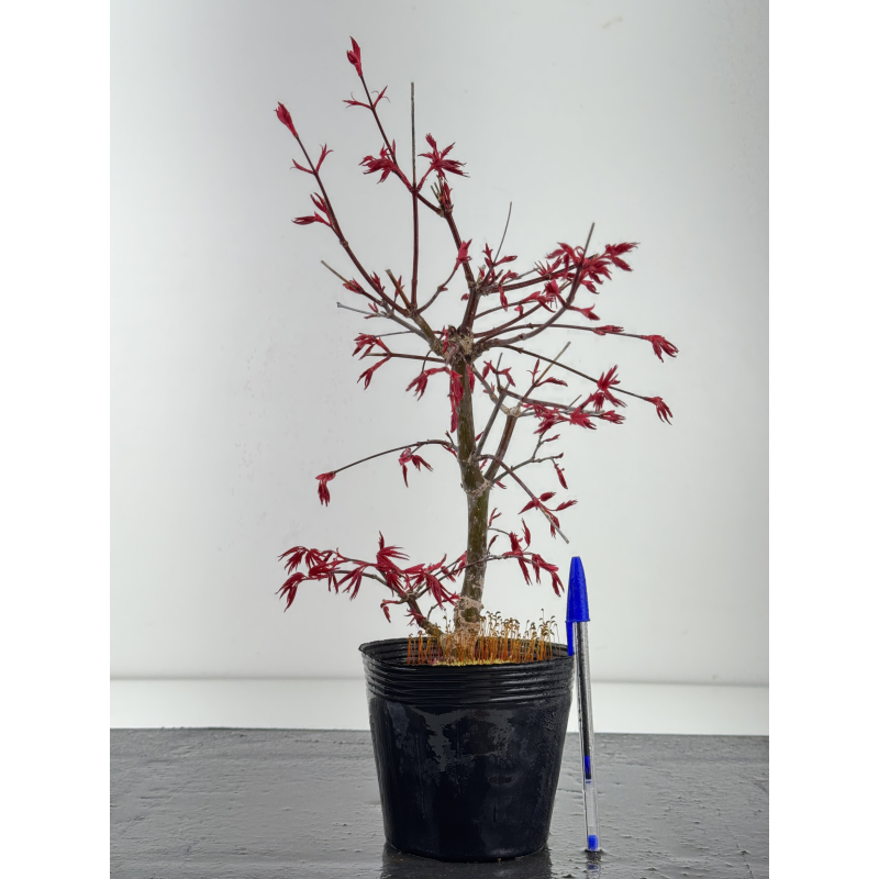 Acer palmatum deshojo I-8434