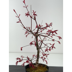 Acer palmatum deshojo I-8434 vista 2