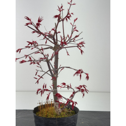 Acer palmatum deshojo I-8434 vista 3