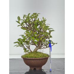 Gardenia jasminoides I-8436