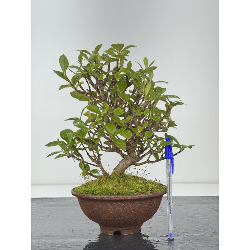 Gardenia jasminoides I-8436