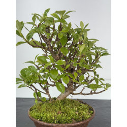 Gardenia jasminoides I-8436 view 2