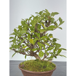 Gardenia jasminoides I-8436 view 3