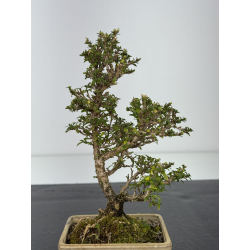 Serissa Microphylla I-8439 vista 2