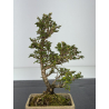 Serissa Microphylla I-8439 view 2