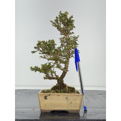 Serissa Microphylla I-8439