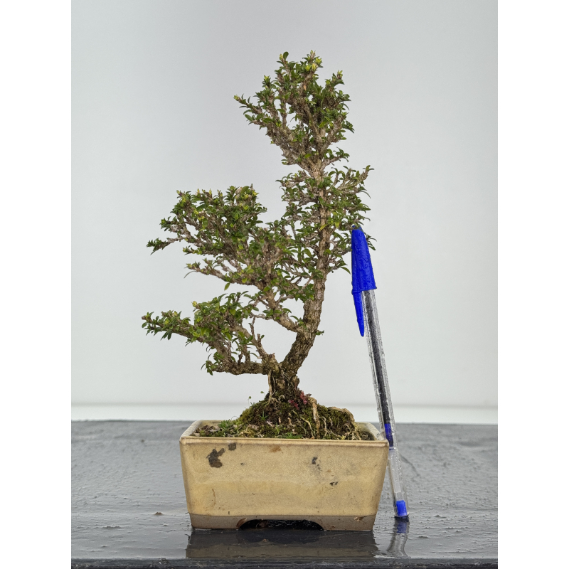 Serissa Microphylla I-8439