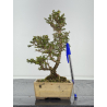 Serissa Microphylla I-8439