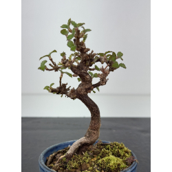 Viburnum dilatatum -gamazumi- I-8440 vista 2