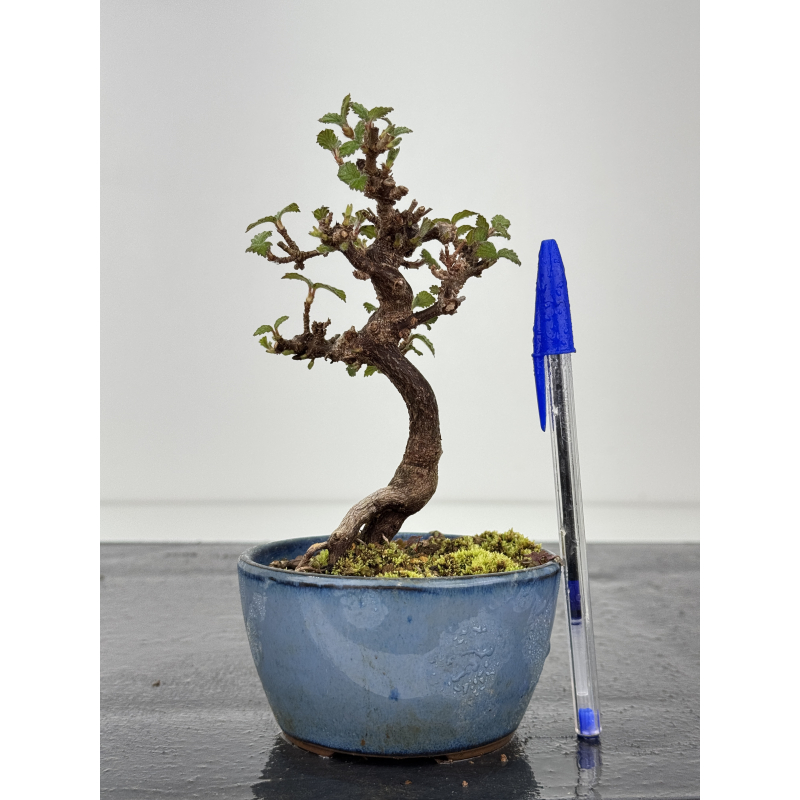 Viburnum dilatatum -gamazumi- I-8440